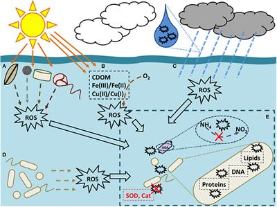 Ammonia Oxidation in the Ocean Can Be Inhibited by Nanomolar Concentrations of Hydrogen Peroxide